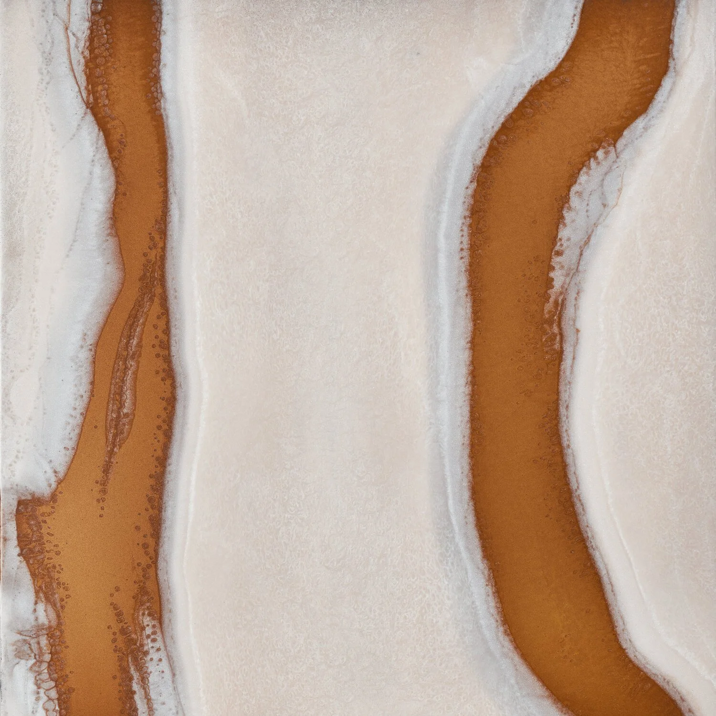 alpheus copper - closeup
