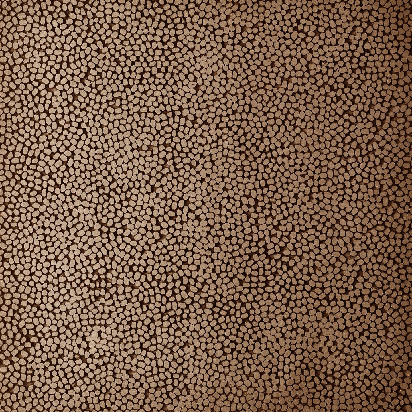 mung, bronze - closeup