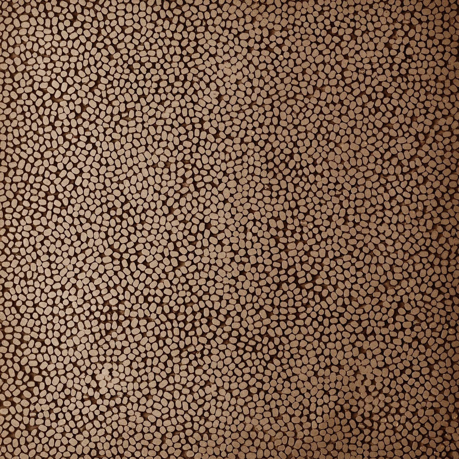 mung, bronze - closeup